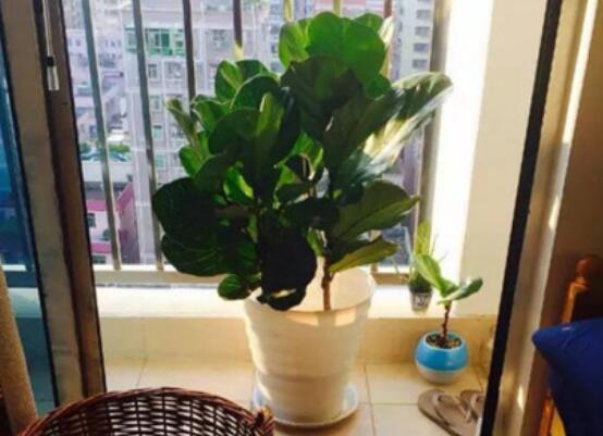 橡皮樹泡水幾天生根，最快半個月時間生長出根