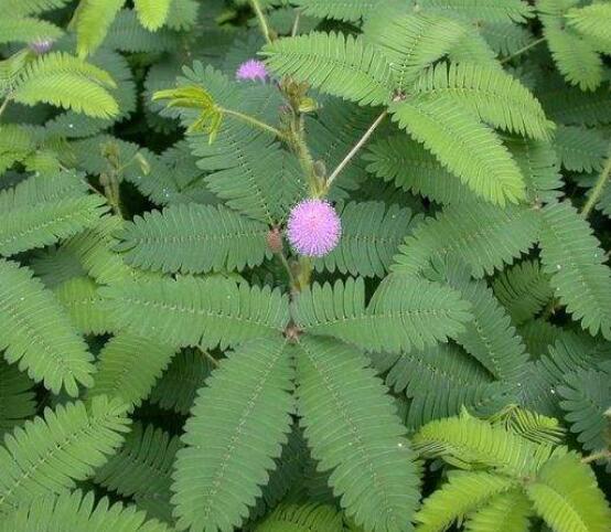 含羞草為什么會(huì)閉合，講述最科學(xué)的合理解釋(葉枕水分感應(yīng))