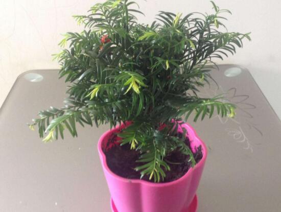 紅豆杉適合擺放在哪里，盤點(diǎn)風(fēng)水最好的五個(gè)位置