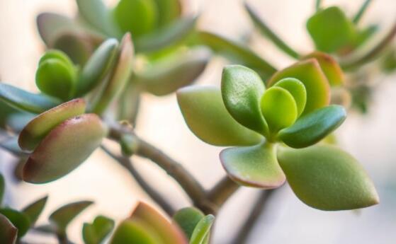 燕子掌掉葉子怎么辦，老農(nóng)教你三種最直觀解決方法