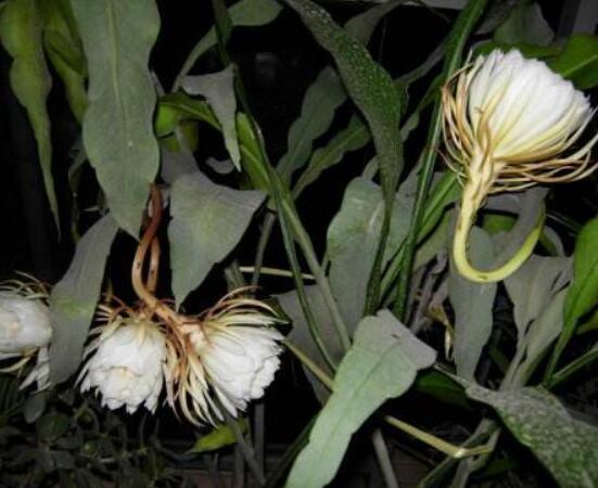 曇花怎么養(yǎng)，注意盆土是關(guān)鍵/肥水要合理