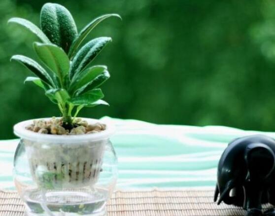 橡皮樹泡水幾天生根，最快半個月時間生長出根