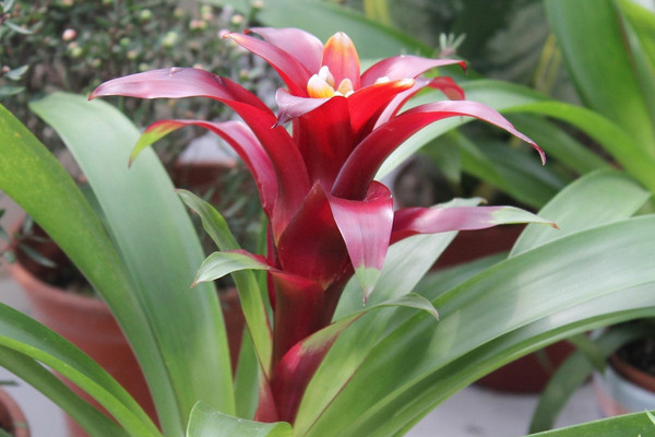 鴻運當頭老株發(fā)幾次芽