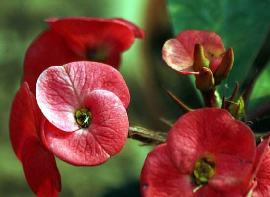 虎刺梅不開花什么原因，老農(nóng)總結(jié)最實(shí)用三種解決方法