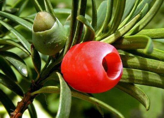 紅豆杉掉葉子是什么原因，六大辦法恢復(fù)茂盛