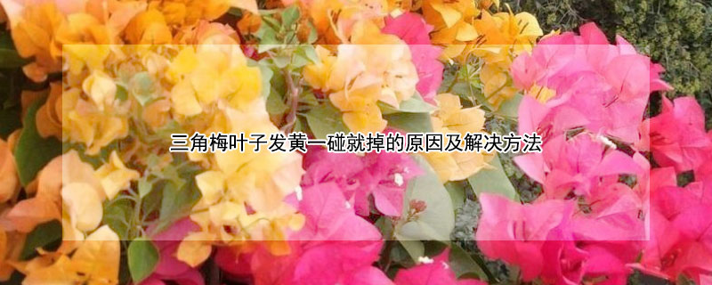 三角梅葉子發(fā)黃一碰就掉的原因及解決方法