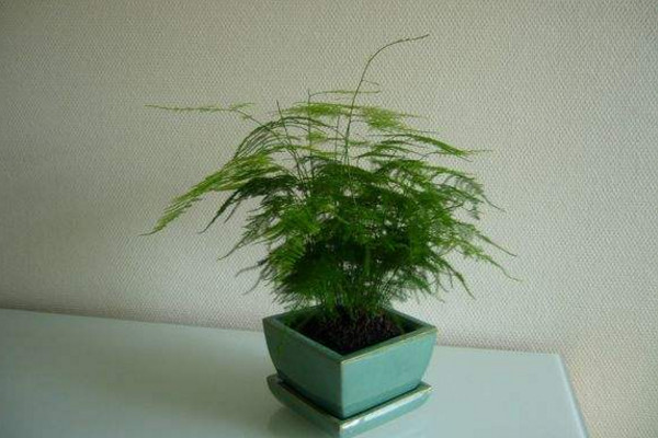 文竹施肥用什么肥料，文竹四季施肥要點