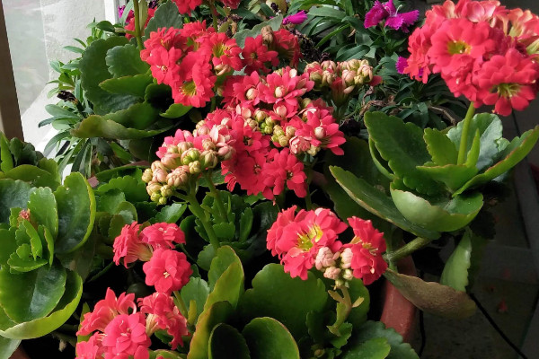 長(zhǎng)壽花為什么耷拉頭