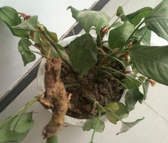 萬年青根發(fā)爛什么原因，萬年青爛根怎么辦