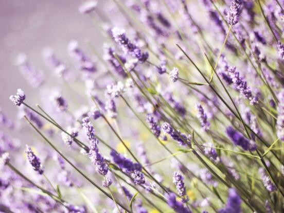 薰衣草花語和寓意，愛情的等待、堅(jiān)定永恒的真愛