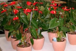 紅掌的催花方法，加強日常管理（溫度、光照、通風、肥水）