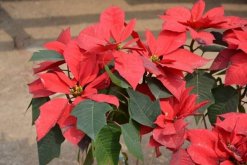 一品紅冬天怎么養(yǎng)，保證環(huán)境溫度不低于10℃