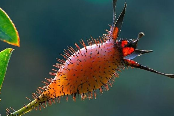 金櫻子扦插一般多久發(fā)芽