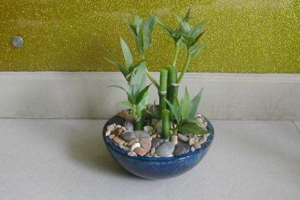 富貴竹的養(yǎng)殖方法和注意事項(xiàng)