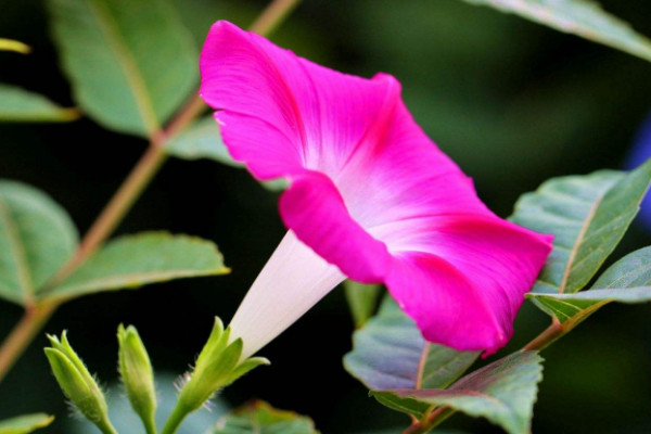 牽?；ㄅ掠晁畣? src="/nongchan/d/file/20201223/wpwqg2znkcu.jpg" / data-RNSB="na28hr"></p>
<p data-NfgQ="5Iljz4">
	牽牛花怕雨水，它雖然喜歡在濕潤的環(huán)境中生長，但是不耐水澇，雨季降雨過多導(dǎo)致土壤過濕的話，它就容易出現(xiàn)爛根的現(xiàn)象，而且如果讓過多的雨水接觸到它的花朵的話，那么它的花朵就很容易凋謝枯萎。</p>
<p data-TQRx="yQ9a2h">
	<strong data-GaKV="ph8DbX">2、避免方法</strong></p>
<p data-O2XU="G6Hxyl">
	<img alt=