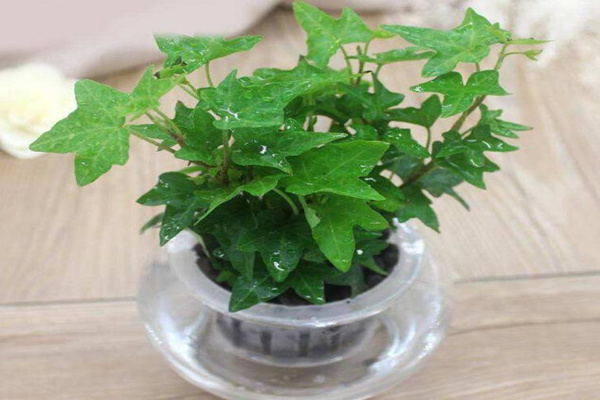 水培的常春藤怎么養(yǎng)生根快，常春藤水培生根秘訣