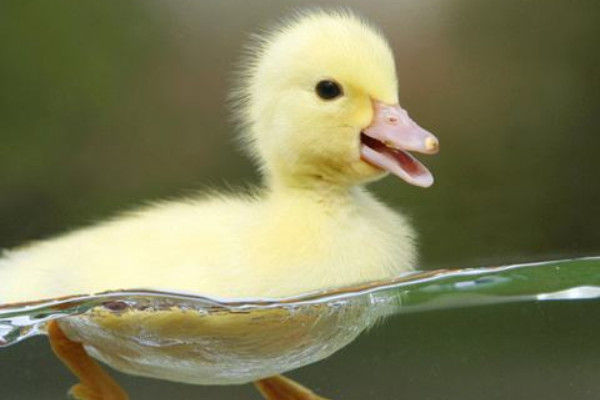 如何旱養(yǎng)蛋鴨