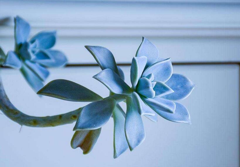 寶石花有毒嗎，無(wú)毒且對(duì)痛風(fēng)有著很好的治療效果