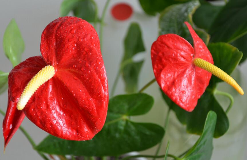 紅掌扦插圖解，極高成活率的方法