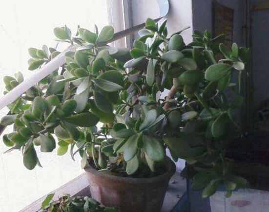 燕子掌怎么修剪，春季最佳/剪除枝條枝葉(瘦病枯)