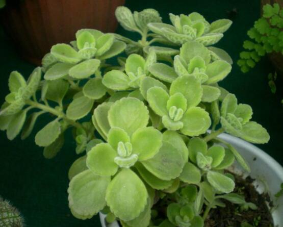 碰碰香放臥室可以嗎，可以/醒腦提神、凈化空氣、驅(qū)趕蚊蟲