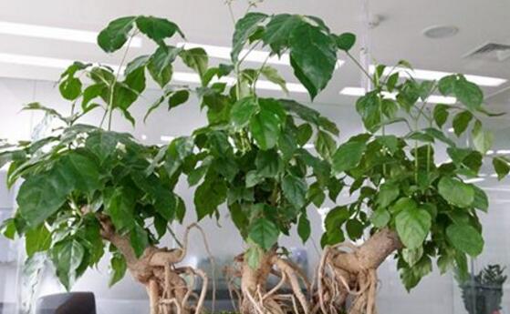 幸福樹葉子干枯怎么回事，四種原因以及解決辦法