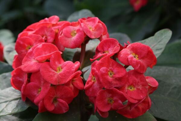 大花虎刺梅的養(yǎng)殖方法，5步教你養(yǎng)好大花虎刺梅