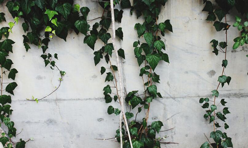 常春藤常見病害及防治，炭疽病和介殼蟲的治療方法