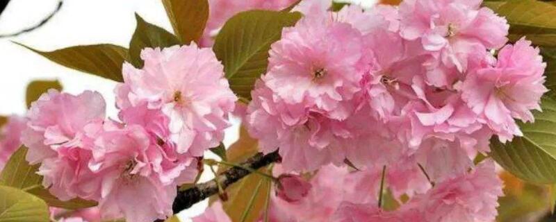 關(guān)山櫻和八重櫻的區(qū)別