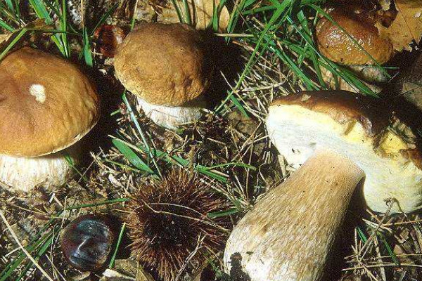 叢菌什么季節(jié)生長