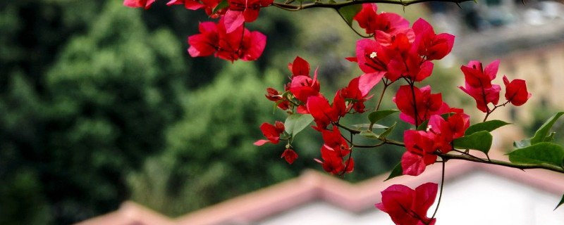 三角梅光長(zhǎng)葉不開(kāi)花怎么辦