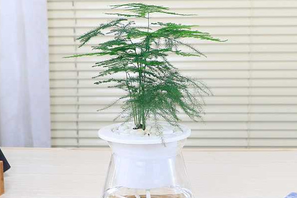 文竹泡水里能長根嗎，能長根但需要營養(yǎng)液等輔助