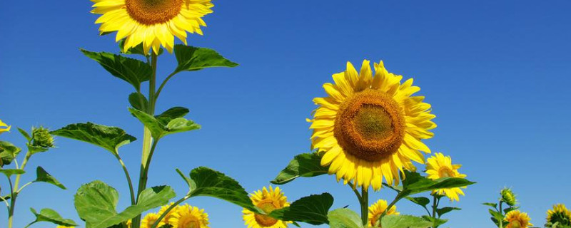 向日葵可以曬太陽嗎