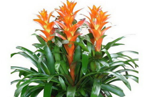 鴻運當頭側枝如何扦插