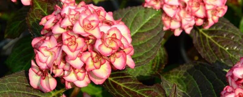 太陽(yáng)神殿繡球如何養(yǎng)