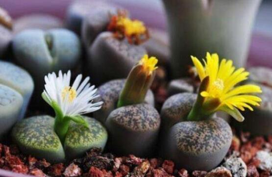 生石花怎么養(yǎng)護，做好五點生長美觀茂盛