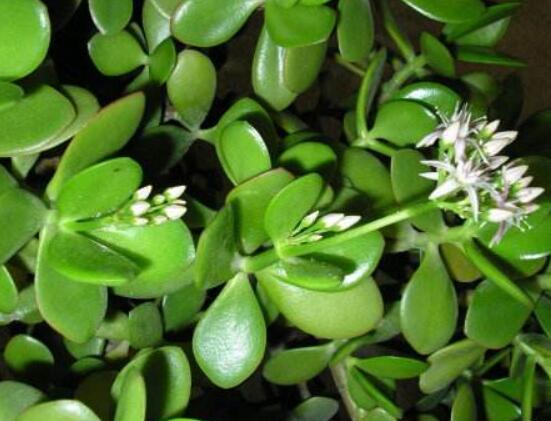 燕子掌怎么養(yǎng)長(zhǎng)得更快，做好五個(gè)要點(diǎn)盆盆爆滿