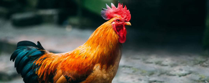 養(yǎng)雞怎樣防止黃鼠狼