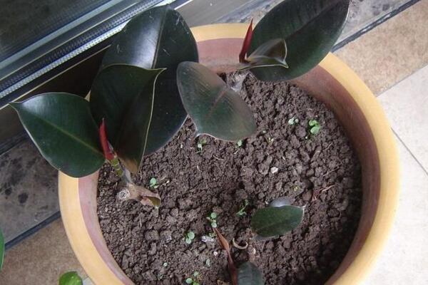 橡皮樹葉子怎么扦插，只需要簡單的幾步即可完成