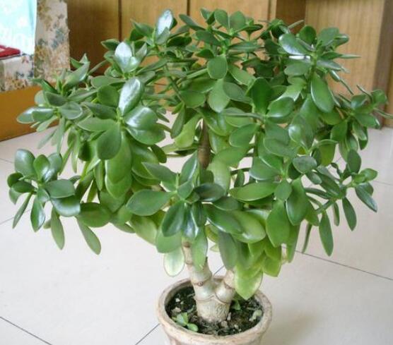 燕子掌能放在室內(nèi)養(yǎng)嗎，能/吸收有害氣體、釋放氧氣(身體健康)