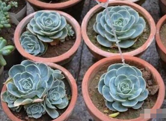 寶石花怎么養(yǎng)，老農(nóng)總結(jié)六大基本養(yǎng)殖方法