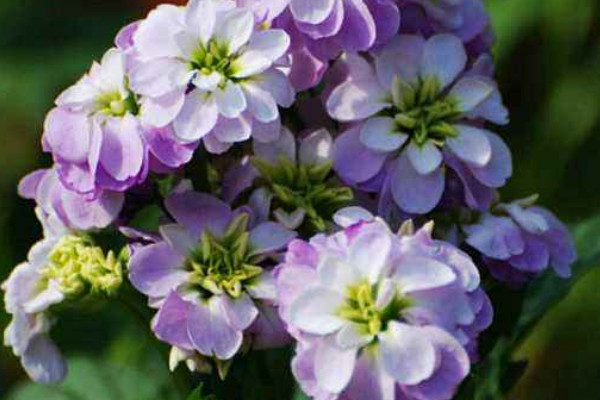 紫羅蘭移栽要注意事項(xiàng)