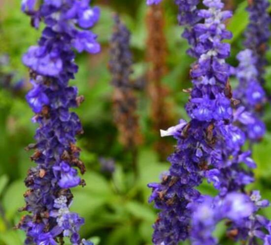 薰衣草葉子干枯怎么辦，教你正確的補(bǔ)救方法