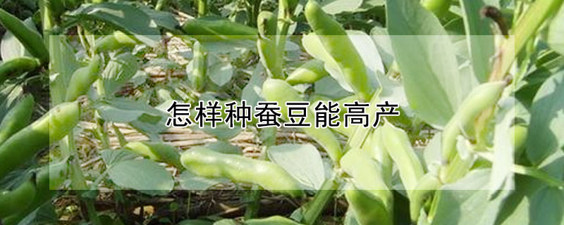 怎樣種蠶豆能高產(chǎn)