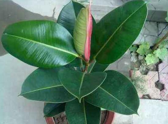 橡皮樹爛根什么原因，橡皮樹爛根怎么辦