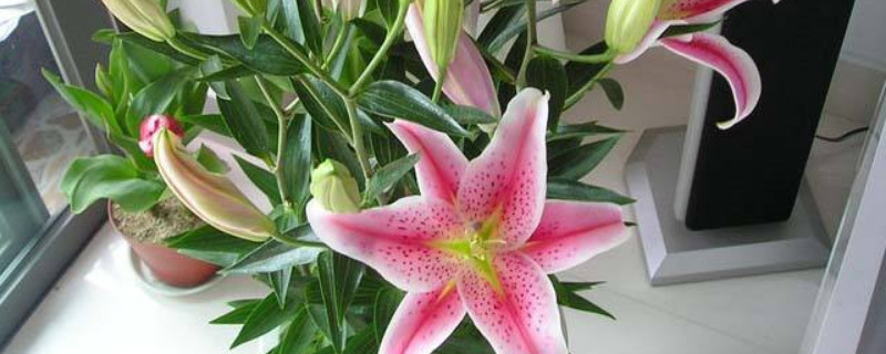 盆栽百合花的養(yǎng)殖方法和注意事項