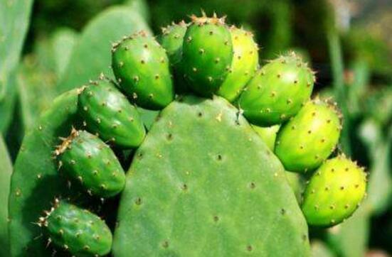 仙人掌的蟲害防治大全，三種蟲害以及解決辦法