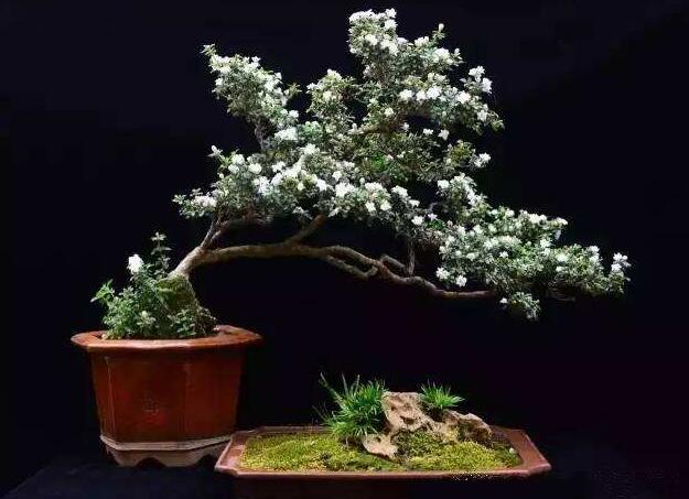 六月雪樹葉發(fā)黑怎么辦，找清原因及時救治（三種原因及解決方法）