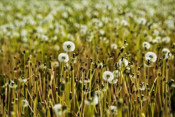 蒲公英怎么取種和栽培，6月份種子成熟即可采取