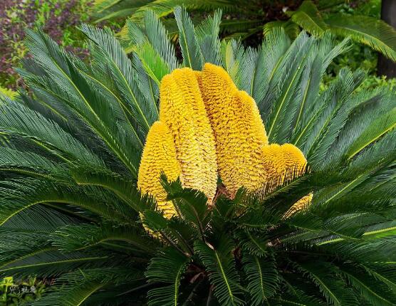 鐵樹開花的征兆，預(yù)示生活美滿、大吉大利